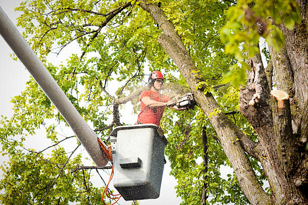 How Our Tree Care Process Works  in  Jacksboro, TN